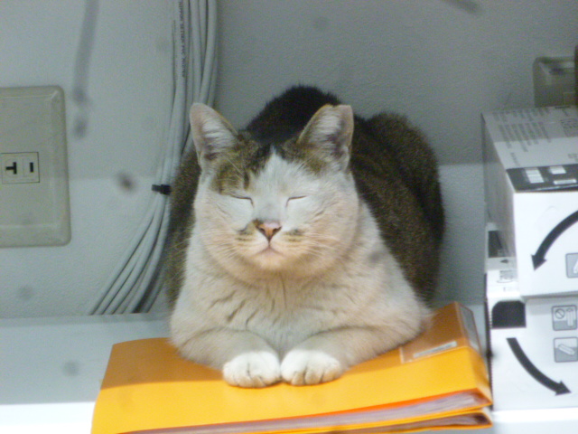 この暑さ、かなわんな、ニャンともならんな