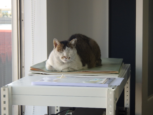 暑―い夏が終わった思うたら、すぐに寒うなったな