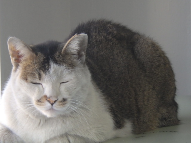 暑―い夏が終わった思うたら、すぐに寒うなったな