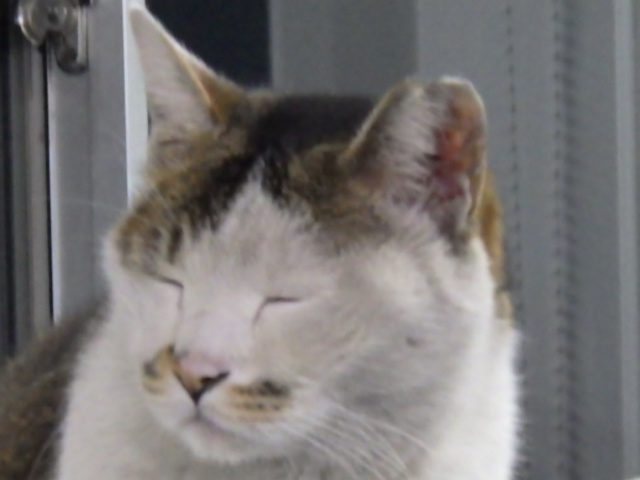 おっさん、忙しいから相手してくれへん！！